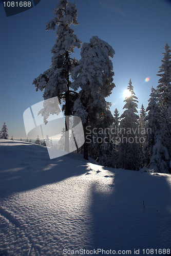 Image of winter wonderland