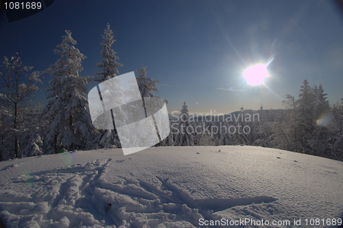 Image of sunny winter