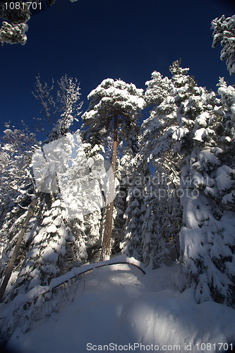 Image of Winter forest