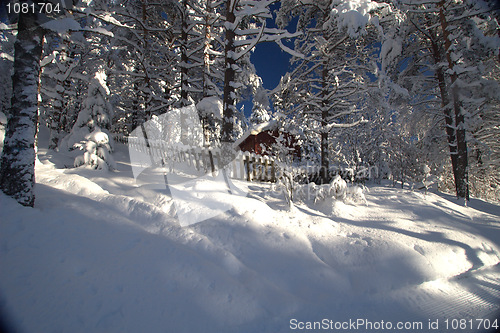 Image of Winter wonderland