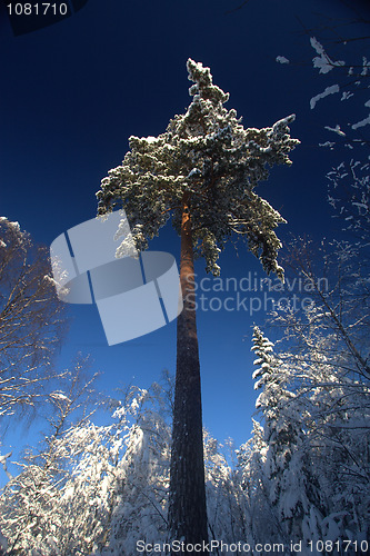 Image of Winter forest