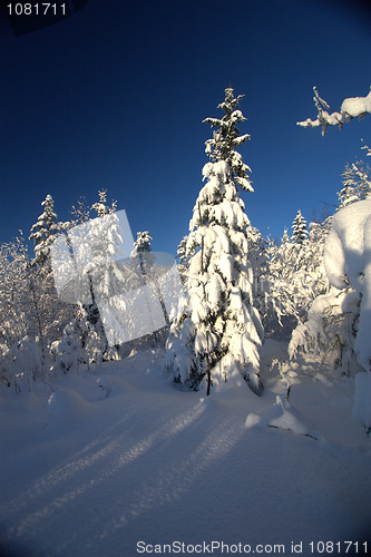 Image of Winter wonderland