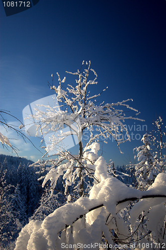 Image of Winter wonderland