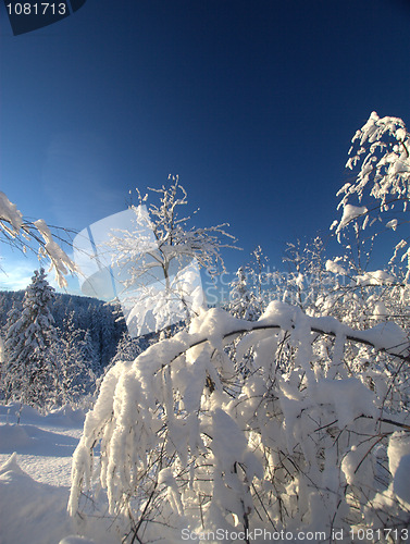 Image of Winter wonderland