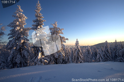 Image of Winter wonderland vista