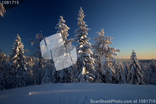 Image of Winter wonderland vista