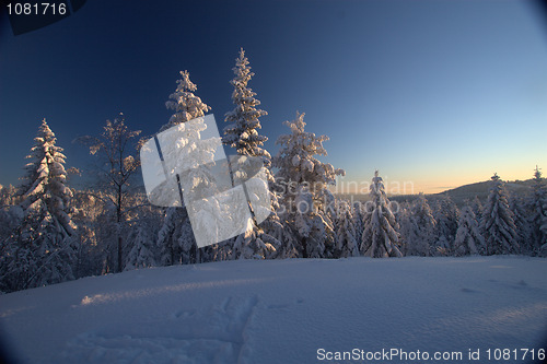 Image of Winter wonderland vista