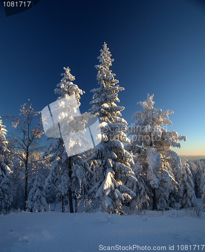 Image of Winter wonderland