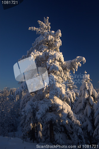 Image of Winter tree in sunset