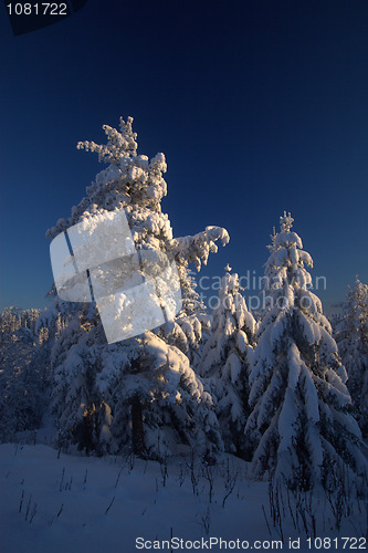 Image of Winter forest sunset