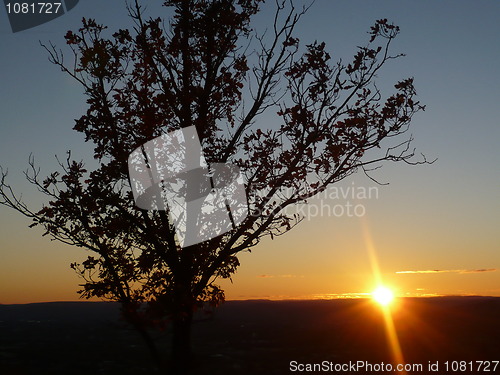 Image of Tree in sunset