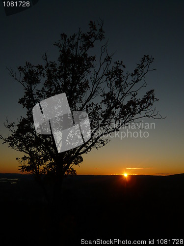 Image of Tree in sunset