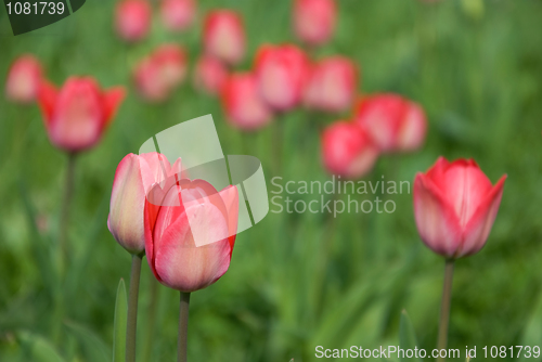 Image of tulips