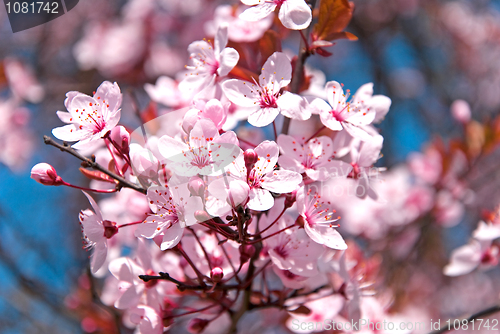 Image of cherry blossom