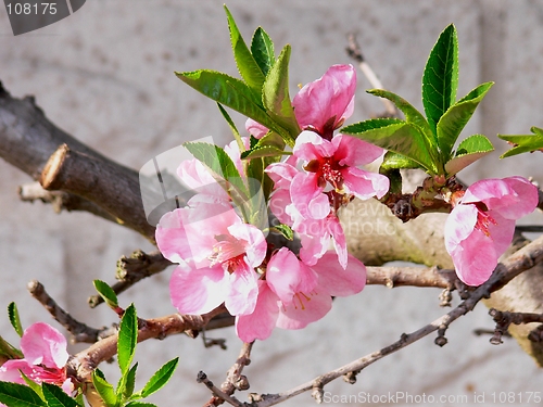 Image of Peach flowers 2