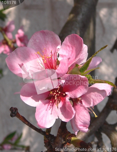 Image of Peach flowers 1