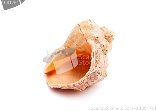 Image of Sea shell