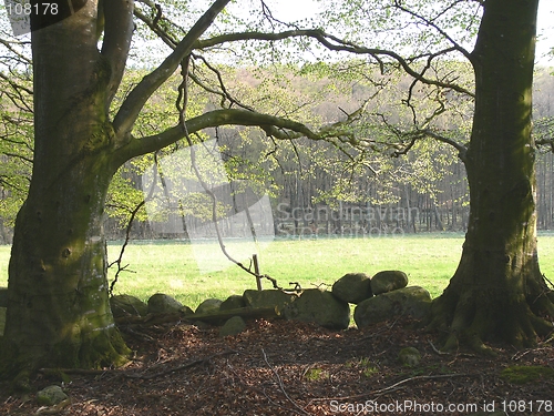 Image of Beech trees in leaf