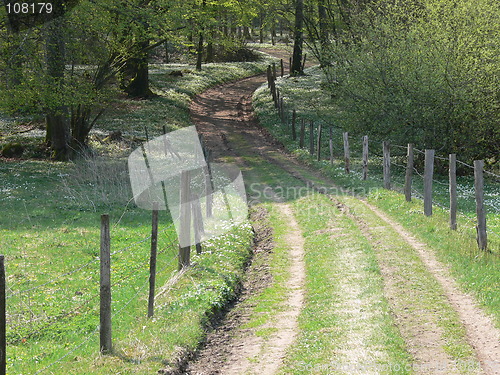 Image of Forest road