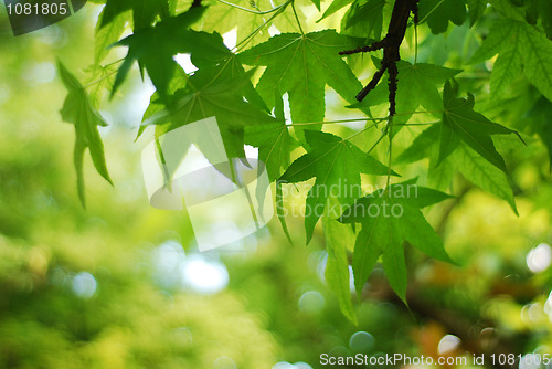 Image of Nature background