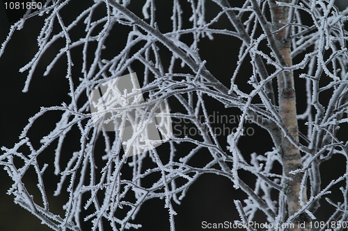 Image of Frozen birch