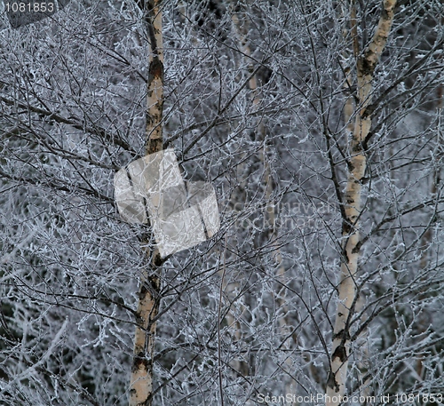 Image of Frozen birch forest