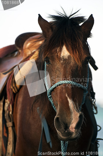 Image of Horse face.