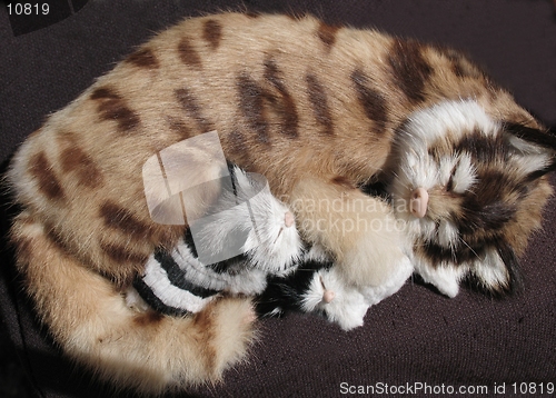 Image of Toy cat with kittens