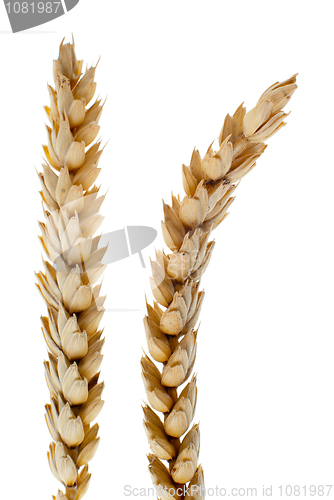 Image of Wheat detail
