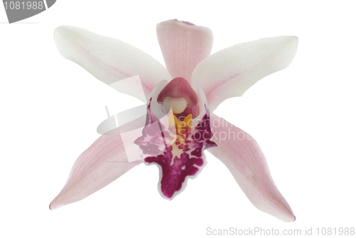 Image of Pink orchid 