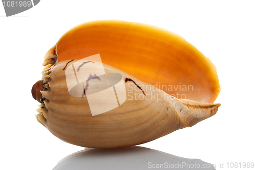 Image of Sea shell 