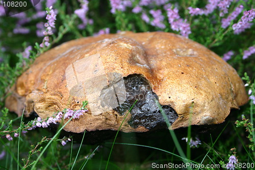 Image of mushroom