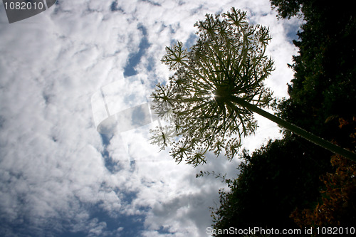 Image of Wild sky flower