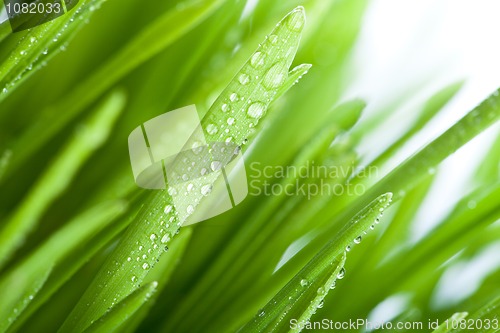 Image of wet grass