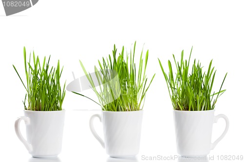 Image of green grass in coffee cups