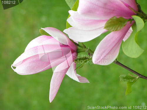 Image of Magnolia flowers