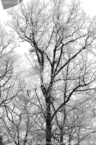 Image of Winter trees