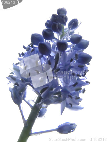 Image of Blue Flower