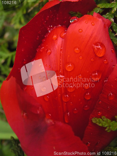 Image of Raindrops on tulip