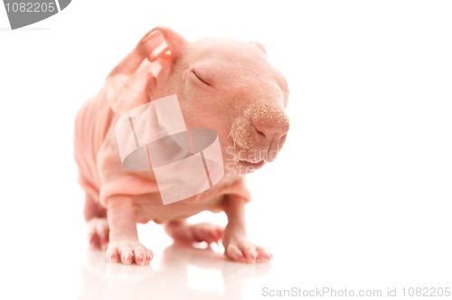 Image of skinny guinea pig