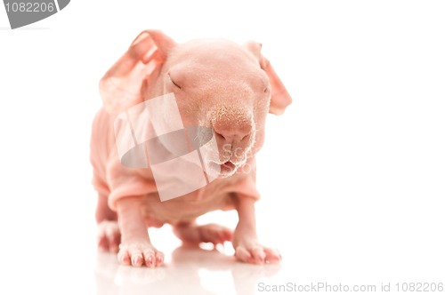 Image of skinny guinea pig