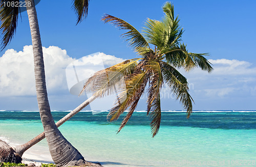 Image of Palm tree.