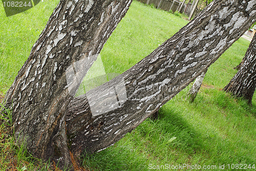 Image of Two birches