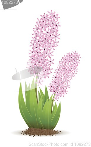 Image of hyacinth