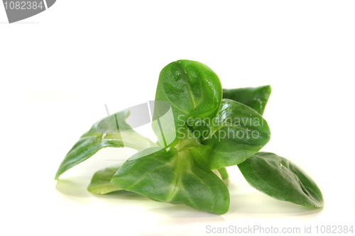 Image of Corn salad