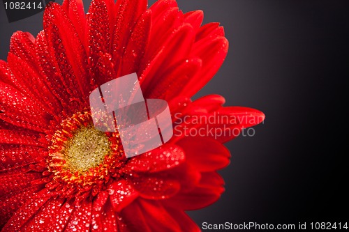 Image of red gerbera flower