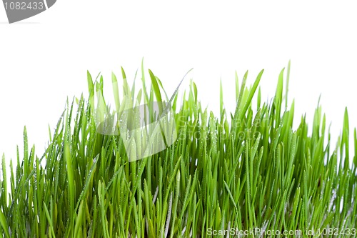 Image of fresh wet grass 