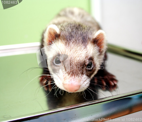 Image of Close-up of ferret, 3 years old, on the iron table