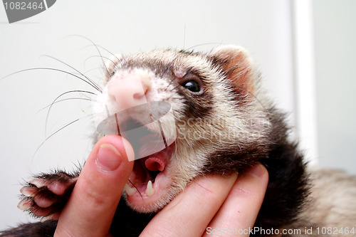 Image of Ferret bitting  owners finger