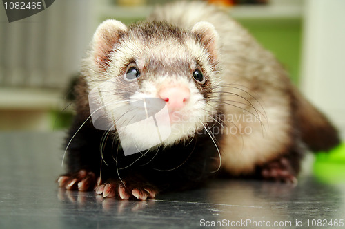 Image of Close-up of ferret, 3 years old, on the iron table